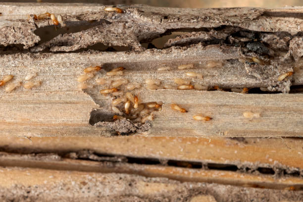 Best Flea Control Services  in Bluffton, OH
