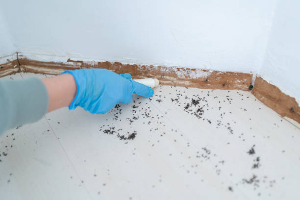 Best Ant Control Services  in Bluffton, OH